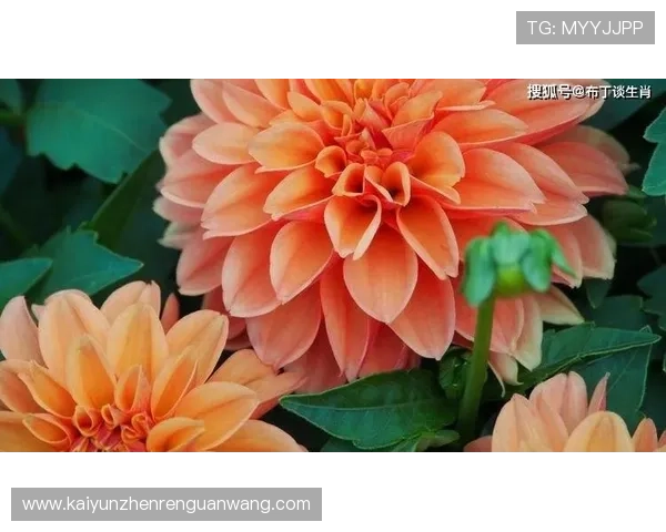 探索开运网提供的每日运势分析，帮助你把握每一天的好运与挑战